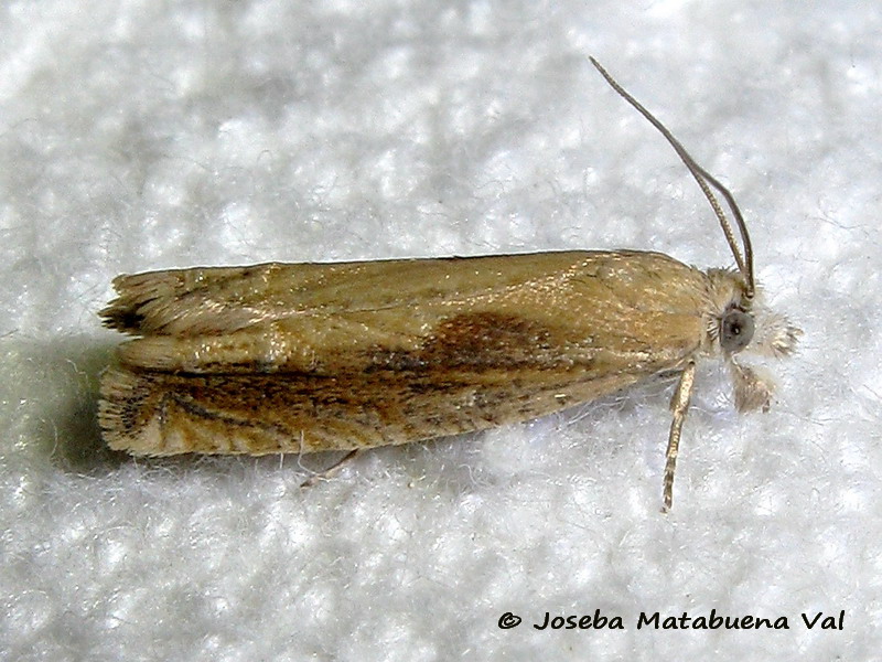 Tortricidae da ID: Eucosma obumbratana